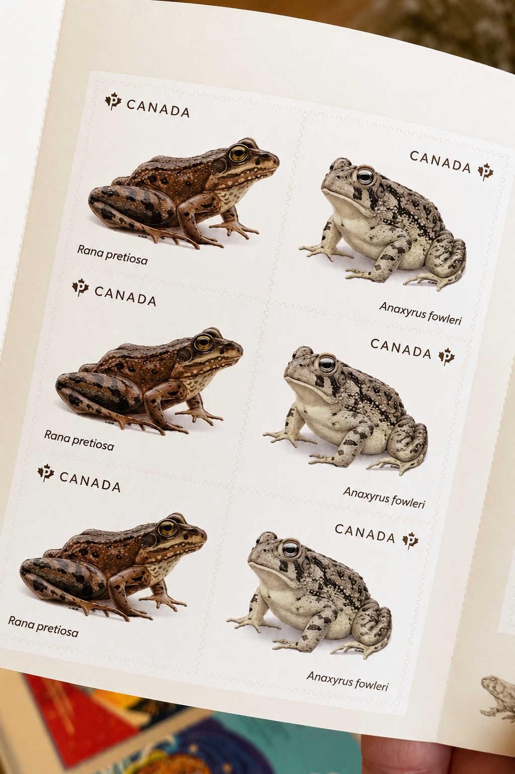 A booklet of Canadian frog postage stamps held in hand